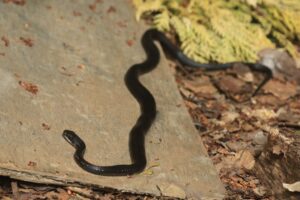 シマヘビカラスヘビ2023年5月19日