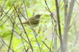 センダイムシクイ2023年5月12日