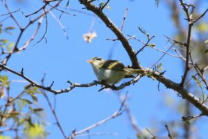 センダイムシクイ2023年5月26日