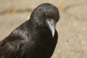 ハシボソガラス2023年5月26日