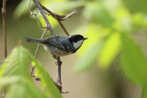 ヒガラ2023年5月12日