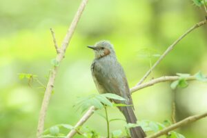 ヒヨドリ2023年5月19日