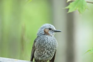 ヒヨドリ2023年5月12日