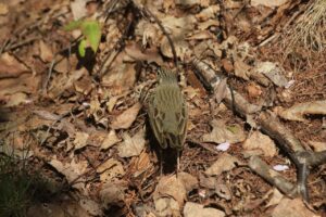 ビンズイ2023年5月5日2後ろ姿