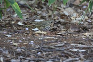 ビンズイ2023年5月5日1横