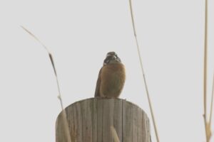 ホオジロ雄2023年5月26日