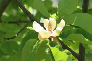 ホオノキの花2023年5月26日