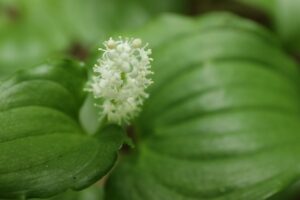 マイヅルソウ2023年5月19日