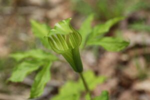 マムシグサ2023年5月12日コウライテンナンショウ