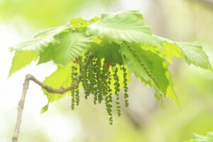 ミズナラ雄花2023年5月12日