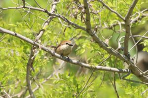 モズ雌2023年5月26日