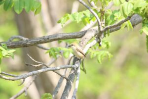 モズ雌2023年5月19日