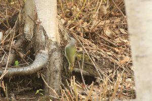 ヤマゲラ雌2023年5月5日
