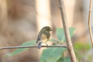ルリビタキ2023年5月5日