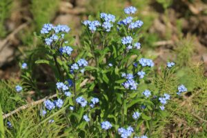 ワスレナグサ2023年5月5日2中距離