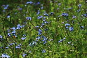 ワスレナグサ2023年5月5日4群生