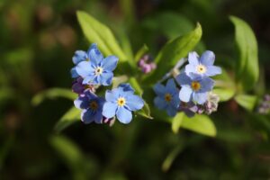 ワスレナグサ2023年5月5日1青花アップ