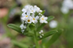 ワスレナグサ2023年5月5日3白い花