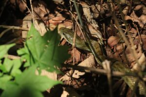 アオダイショウ2023年6月10日