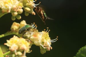 アオハナムグリ2023年6月3日