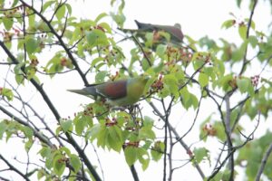 アオバト雄2023年6月10日2羽