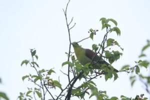 アオバト雄2023年6月16日