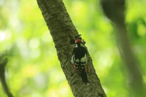 アカゲラ♂2023年6月3日