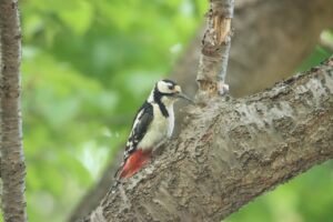 アカゲラ2023年6月23日