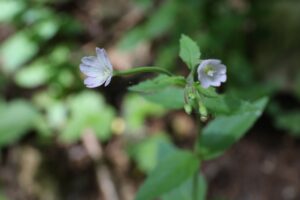 エゾアカバナ2023年6月16日2