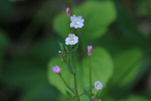 エゾアカバナ2023年6月16日1