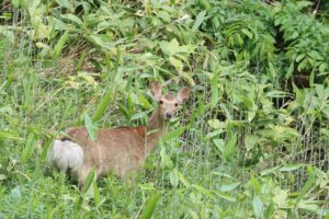 エゾシカ2023年6月3日引き