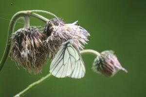 エゾシロチョウ2023年6月16日