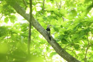 オオアカゲラ雄2023年6月3日