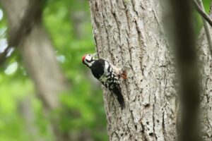 オオアカゲラ♂2023年6月23日