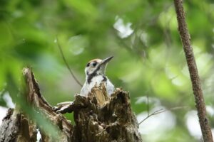 オオアカゲラ幼鳥2023年6月23日