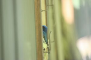 オオルリ♂2023年6月23日森の家窓枠
