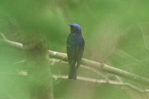 オオルリ♂2023年6月23日つり橋
