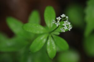 オククルマムグラ2023年6月10日