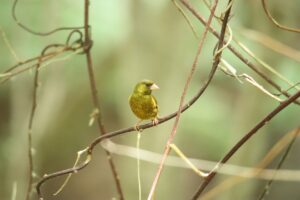 カワラヒワ♂2023年6月23日