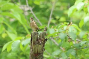 カワラヒワ2023年6月3日