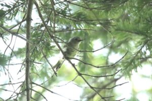 キクイタダキ2023年6月16日