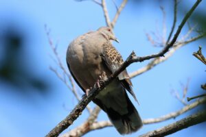 キジバト2023年6月16日