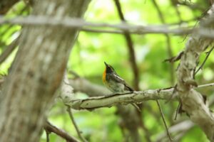 キビタキ若♂2023年6月23日