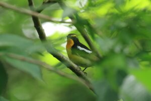 キビタキ雄2023年6月10日