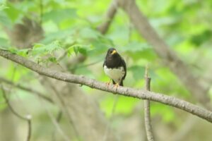 クロツグミ雄2023年6月3日