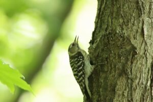 コゲラ2023年6月16日