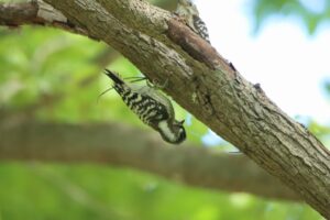 コゲラ2023年6月23日