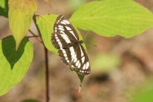 コミスジ2023年6月16日