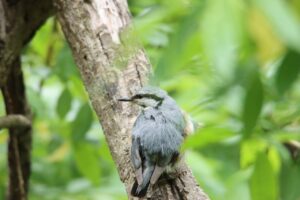 ゴジュウカラ2023年6月3日亜種シロハラゴジュウカラ