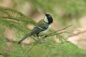 シジュウカラ2023年6月16日